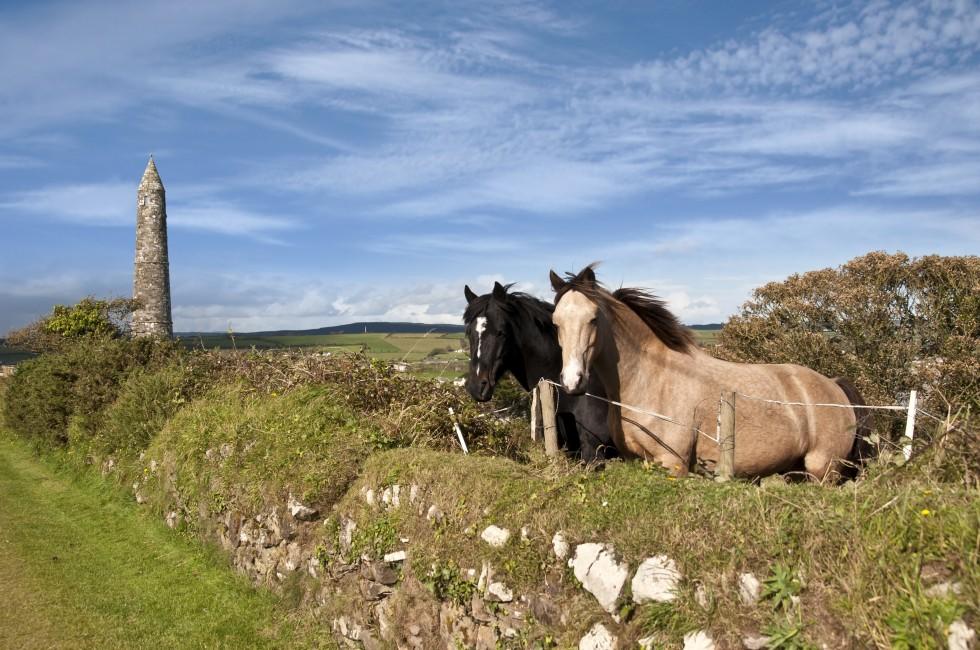 Pferde Aus Irland